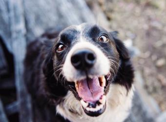 It&#039;s Good to Be Toothful