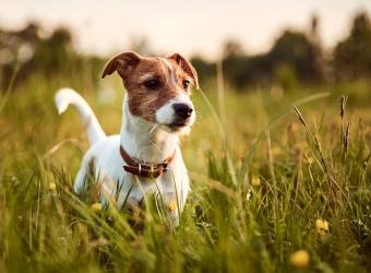 New World Screwworm: What Pet Owners Should Know