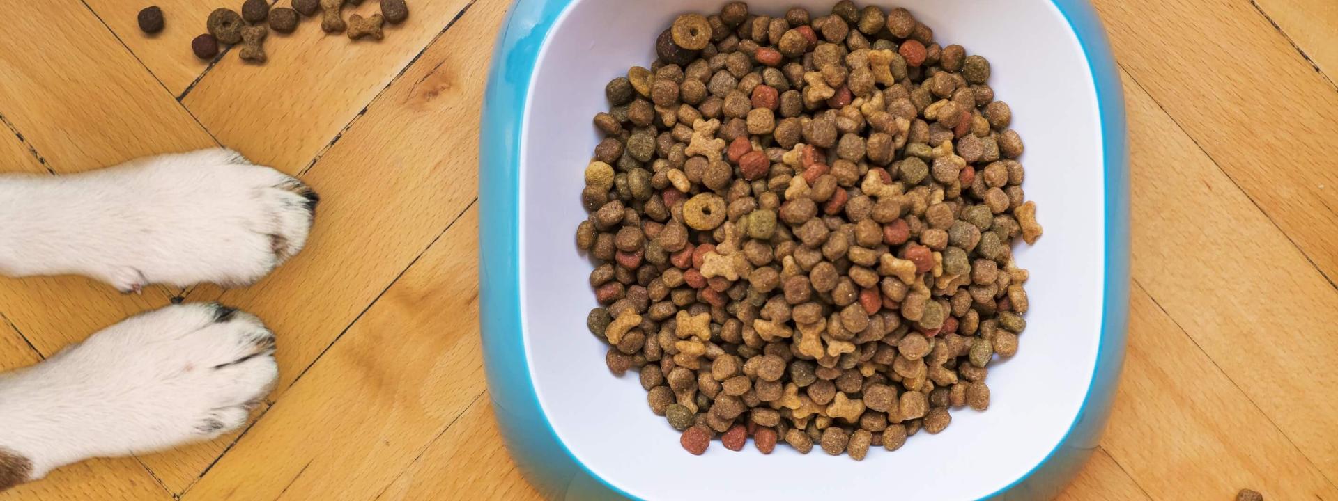 canine heart disease grain free